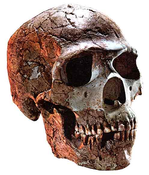 neanderthal_skull_big