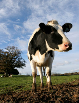 Just Mooching Around (geddit?)