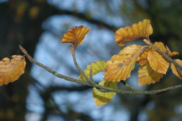 beech leaves