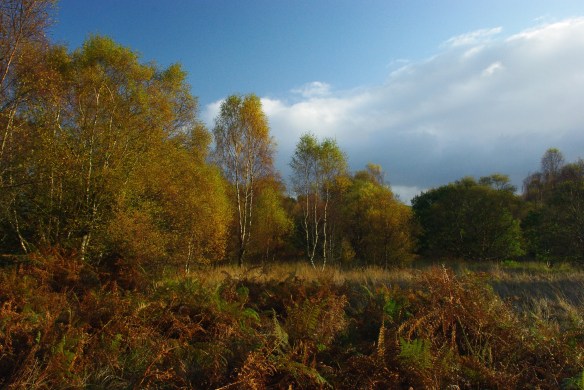 edge of the woods, autumn