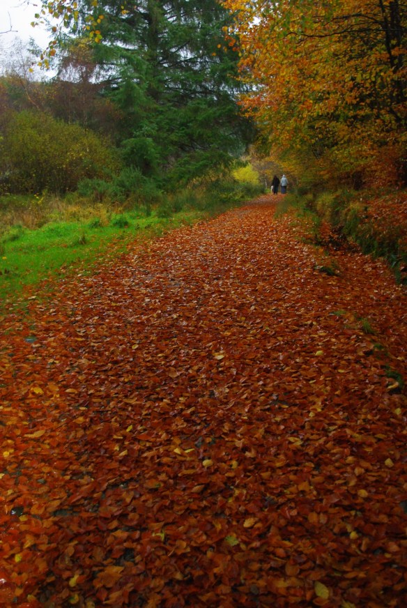 kicking leaves kicking leaves