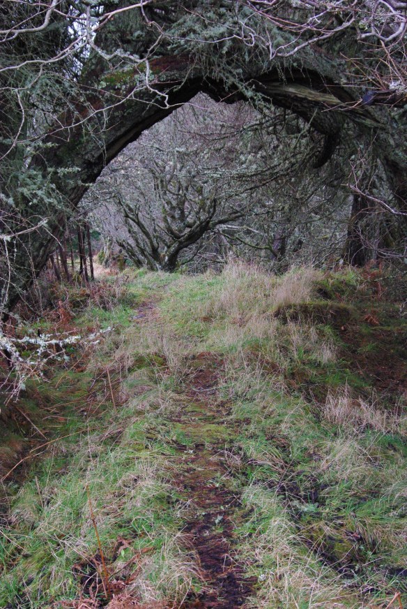 Natural woodland arch