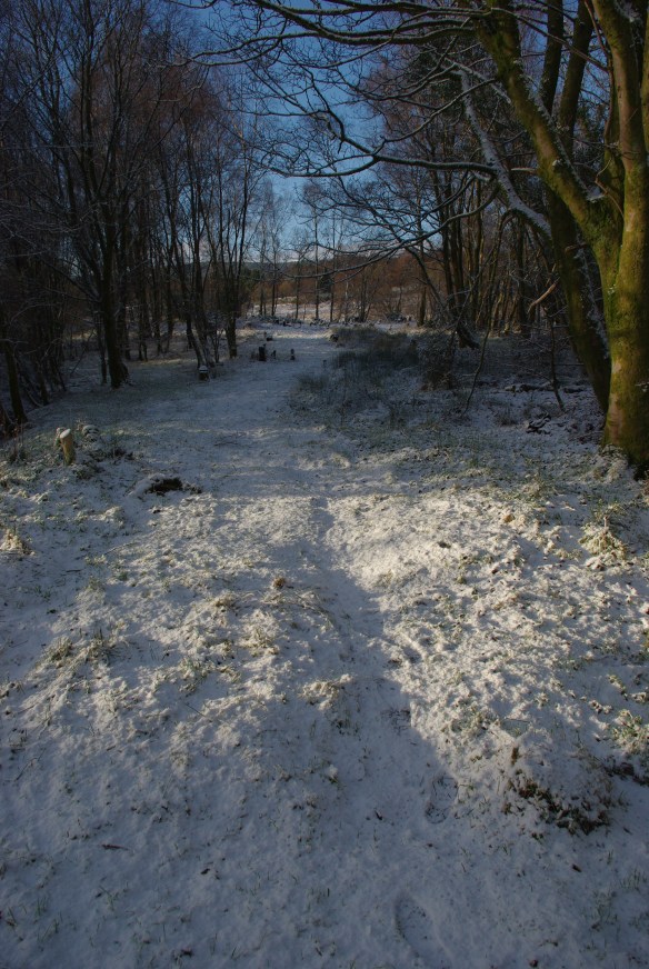 winter woodland