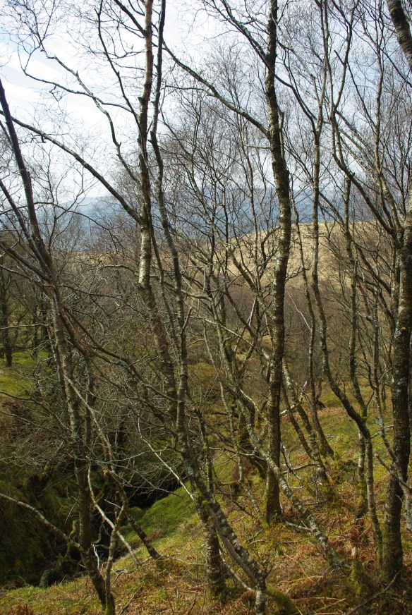 Birch woods, colintraive
