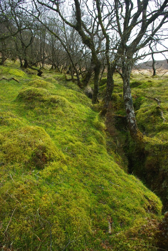 Moss bank, birch woods, colintraive