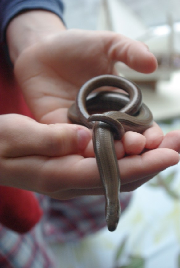 slow worm 2