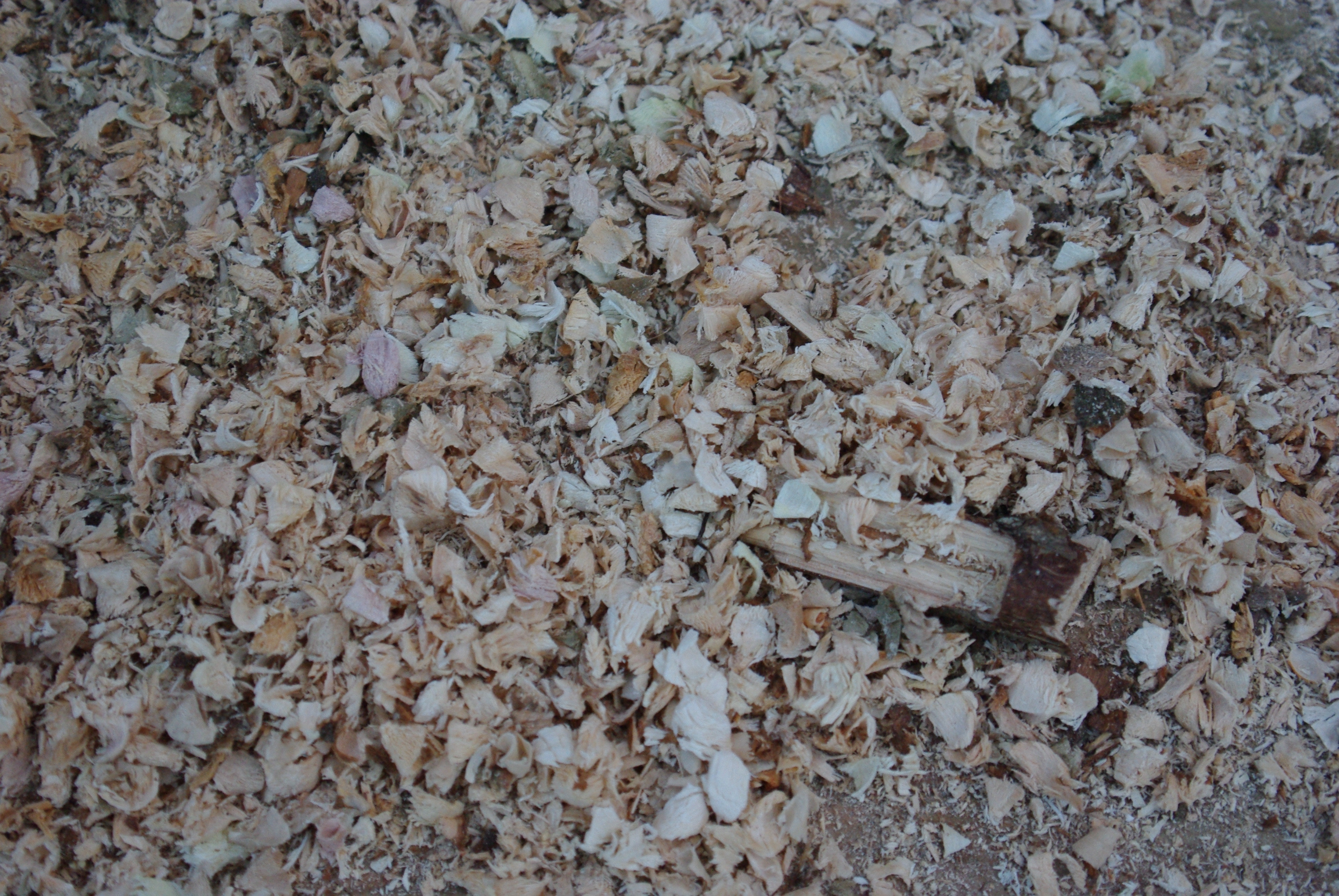 wood shavings