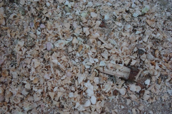 wood shavings