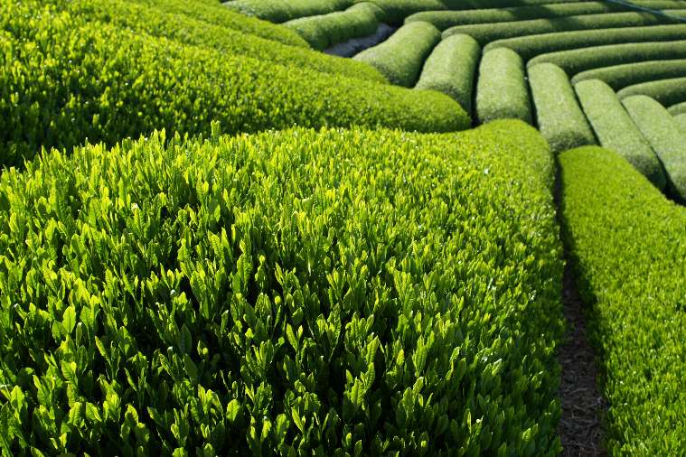 tea_plantation