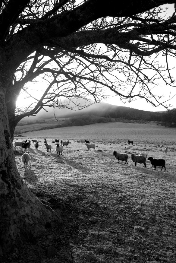 sheep, shadows b and w