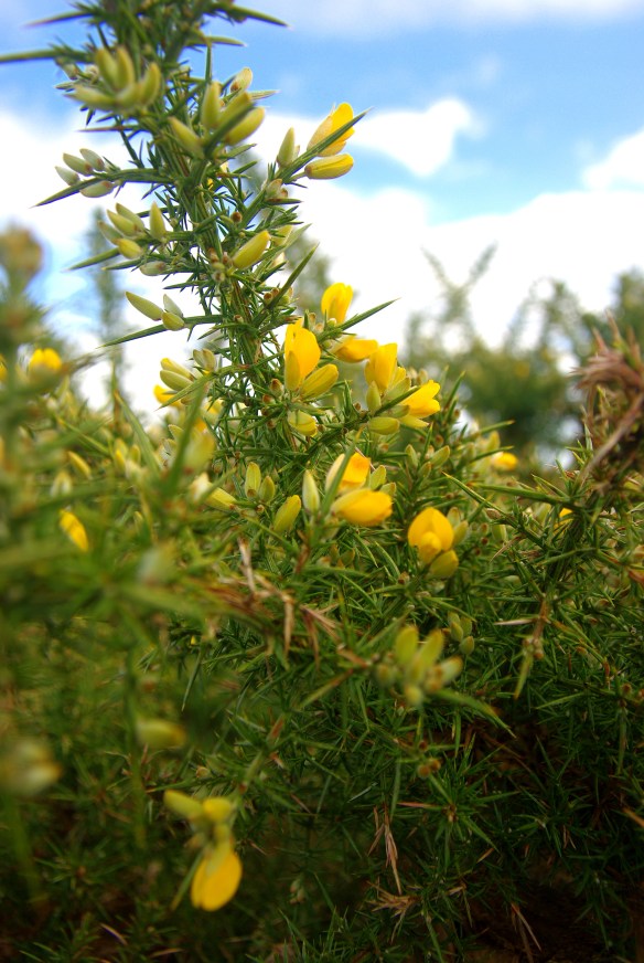 Gorse, February