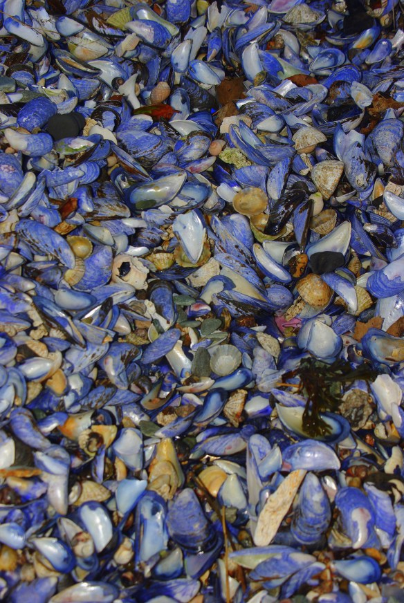 Shells, Beach, Hunters Quay