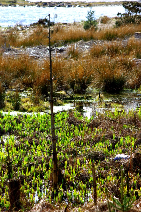 iris shoots, loch fyne
