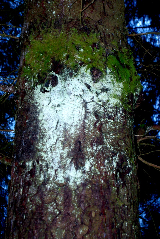 forest face