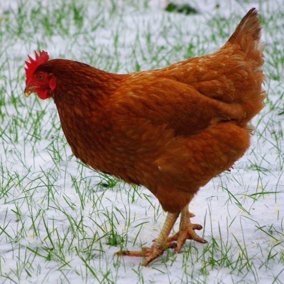 Nellie the hen, snow