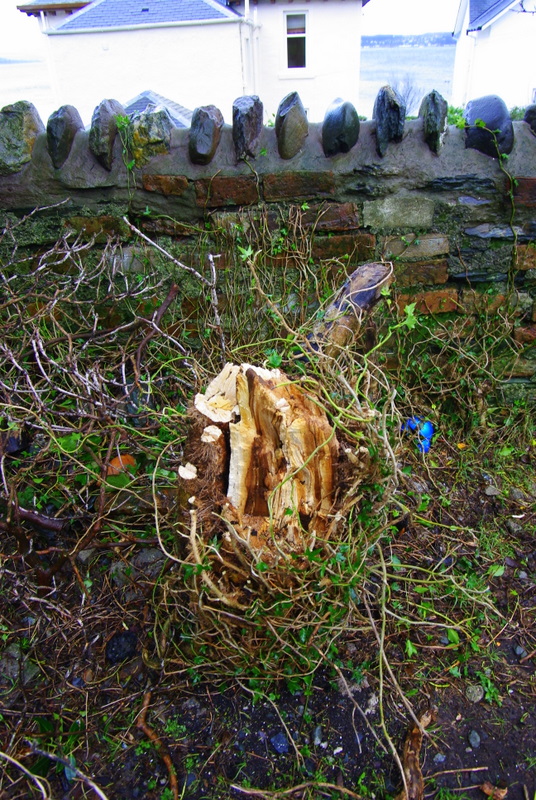 tree stump