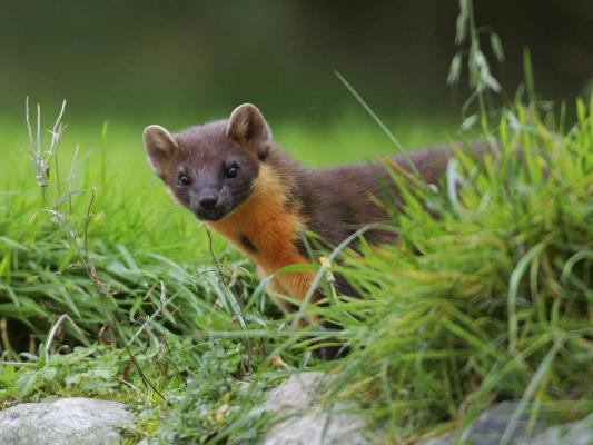 pine_marten