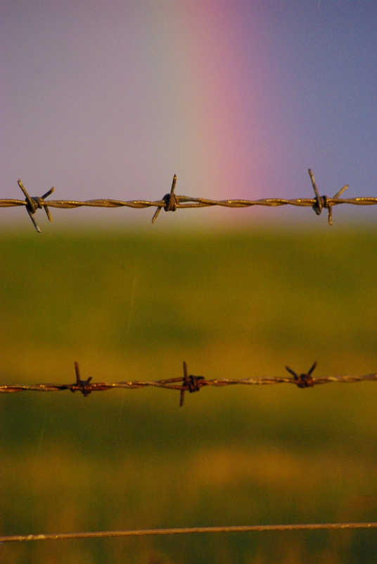 rainbow, barbed wire