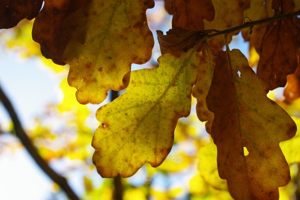 oak leaves, autumn