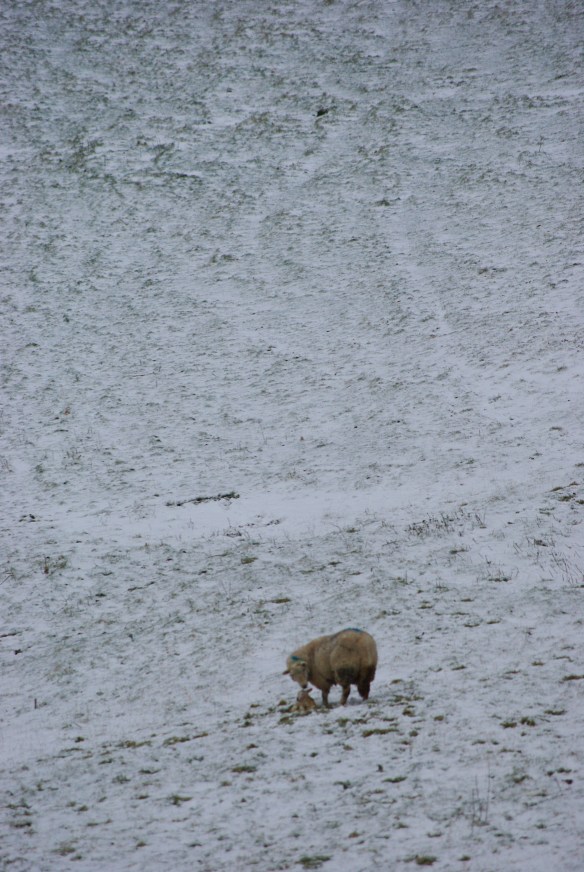 lamb in the snow
