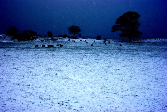 sheep, snow, high contrast