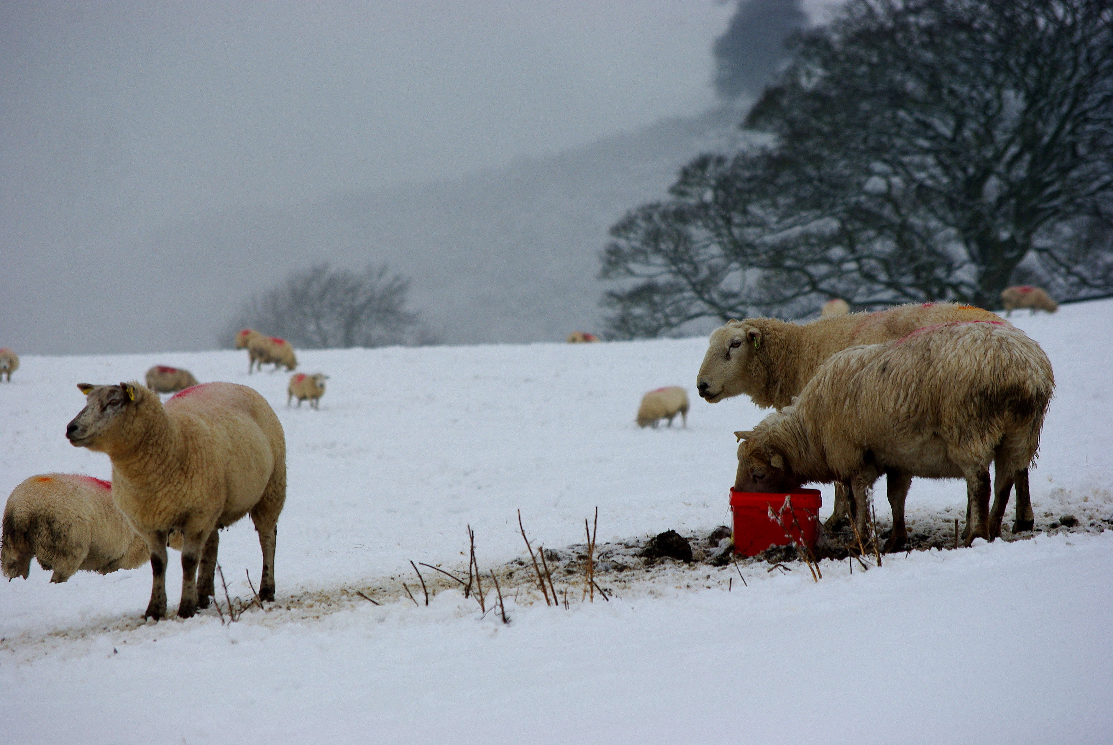 sheep, snow, hills