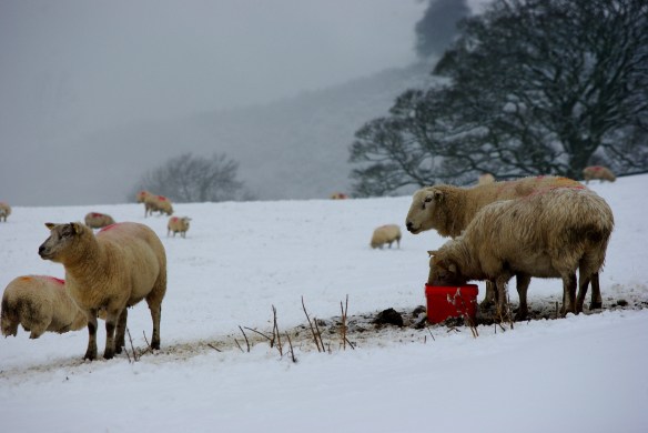 sheep, snow, hills