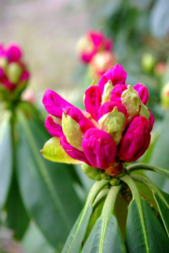 rhododendron flowers, snow, early spring