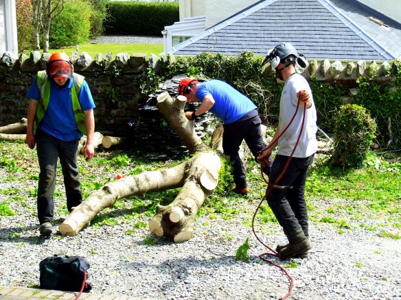 tree felling 2