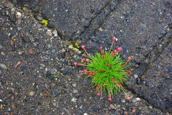 Flower, concrete