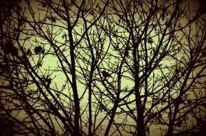 bird, winter tree