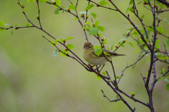 Chiff chaff