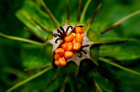 exotic fruit