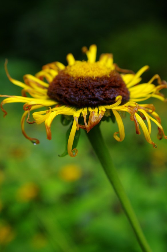 flower, early autumn