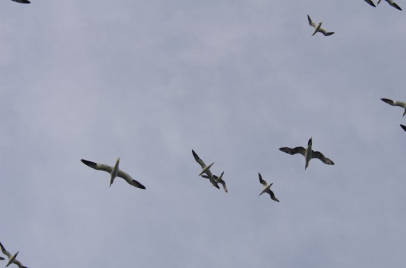 Gannets off on missions